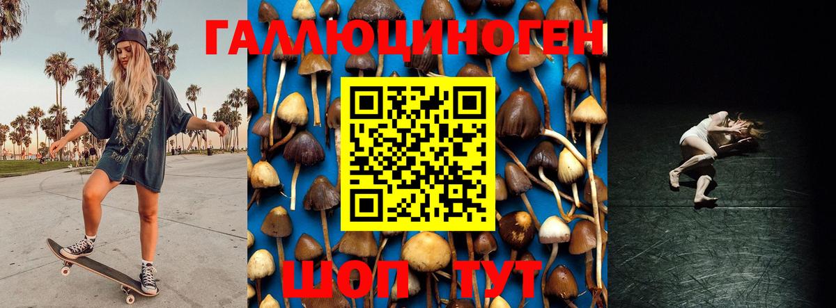 Псилоцибиновые грибы Psilocybine cubensis Уссурийск